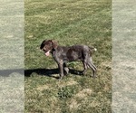 Small #3 German Shorthaired Pointer
