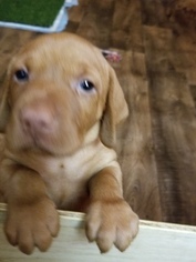 Vizsla Puppy for sale in ROSEVILLE, CA, USA
