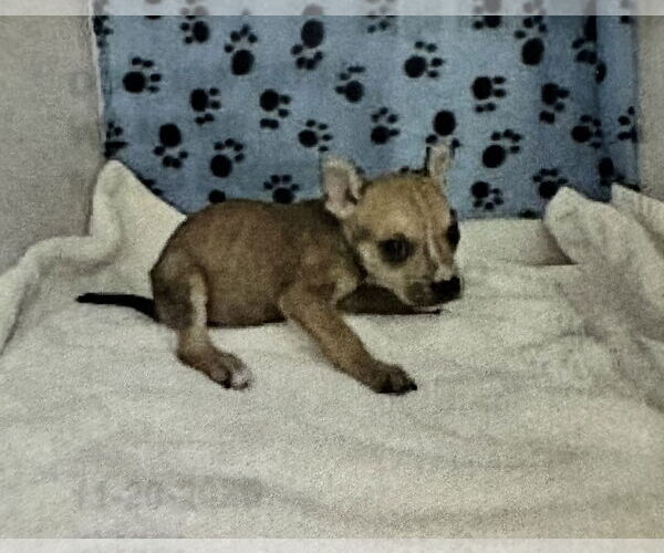 Medium Photo #2 Boston Huahua Puppy For Sale in Sanford, FL, USA