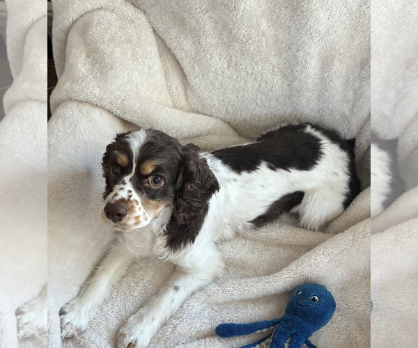 Medium Photo #7 Cocker Spaniel Puppy For Sale in St. Louis Park, MN, USA