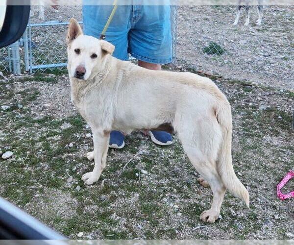 Medium Photo #2 - Mix Puppy For Sale in Phoenix, AZ, USA