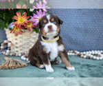 Puppy Arthur Miniature Australian Shepherd