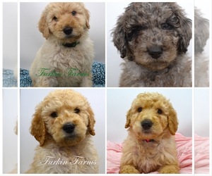 Goldendoodle Puppy for sale in TOMPKINSVILLE, KY, USA