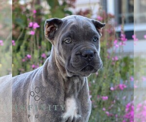 Cane Corso Puppy for sale in EAST EARL, PA, USA