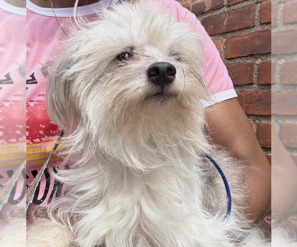 Medium Photo #8 Mutt Puppy For Sale in Brooklyn, NY, USA