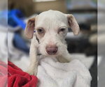 Small French Bulldog-Poodle (Miniature) Mix