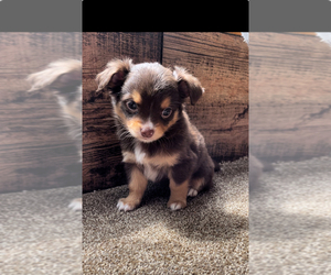 Chihuahua Puppy for Sale in DRUMMONDS, Tennessee USA
