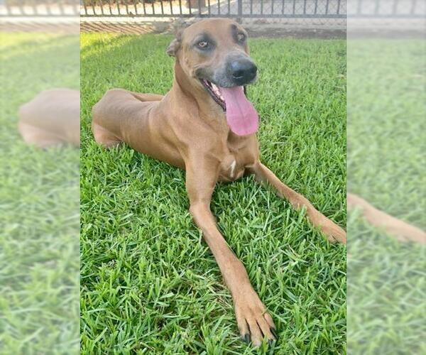 Medium Photo #1 Doberman Pinscher-Great Dane Mix Puppy For Sale in Riverside, CA, USA