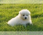 Small Photo #1 Samoyed Puppy For Sale in FREDERICKSBURG, OH, USA