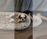 Small #4 Shih Tzu