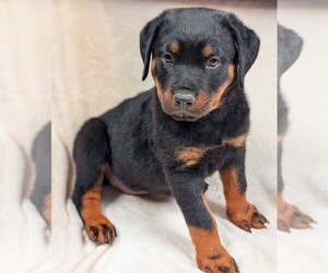 Rottweiler Puppy for sale in BENSON, NC, USA