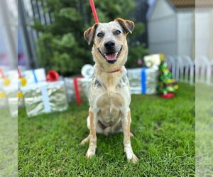 Mutt Dogs for adoption in Long Beach, CA, USA