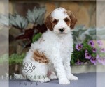 Small #3 Goldendoodle (Miniature)