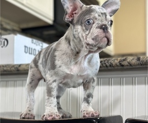 French Bulldog Puppy for sale in DENAIR, CA, USA