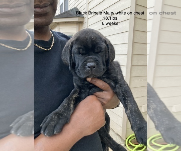 Medium Photo #16 Cane Corso Puppy For Sale in MCDONOUGH, GA, USA