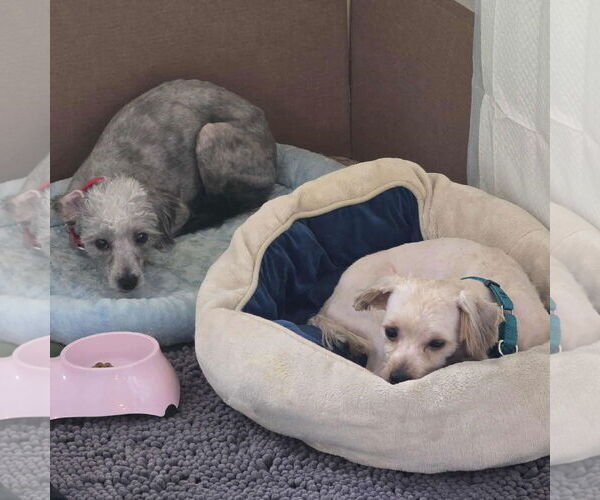 Medium Photo #10 Mutt Puppy For Sale in Fargo, ND, USA