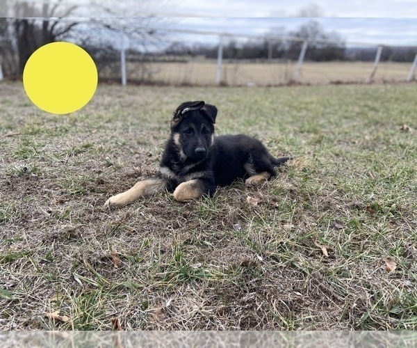 Medium Photo #10 German Shepherd Dog Puppy For Sale in BOLIVAR, MO, USA