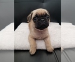 Small Photo #1 Pug Puppy For Sale in TUCSON, AZ, USA