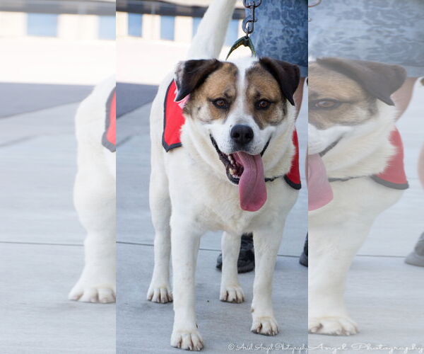 Medium Photo #9 Australian Shepherd-Unknown Mix Puppy For Sale in Munford, TN, USA