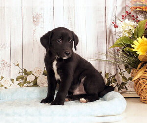 Labrador Retriever-Unknown Mix Puppy for sale in PENNS CREEK, PA, USA