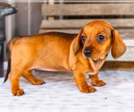 Small #5 Dachshund