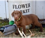 Puppy Chip Labrador Retriever