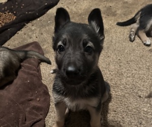 German Shepherd Dog Puppy for sale in CROUSE, NC, USA