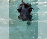 Small Photo #4 Labrador Retriever-Unknown Mix Puppy For Sale in Coldwater, MI, USA