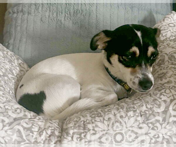 Medium Photo #8 Chihuahua-Unknown Mix Puppy For Sale in Corona, CA, USA