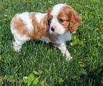 Small Photo #46 Cavalier King Charles Spaniel Puppy For Sale in GOSHEN, IN, USA