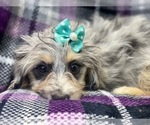 Small Photo #7 Aussiedoodle Miniature  Puppy For Sale in LAKELAND, FL, USA