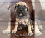 Small Photo #7 Cane Corso Puppy For Sale in LA PLATA, MD, USA
