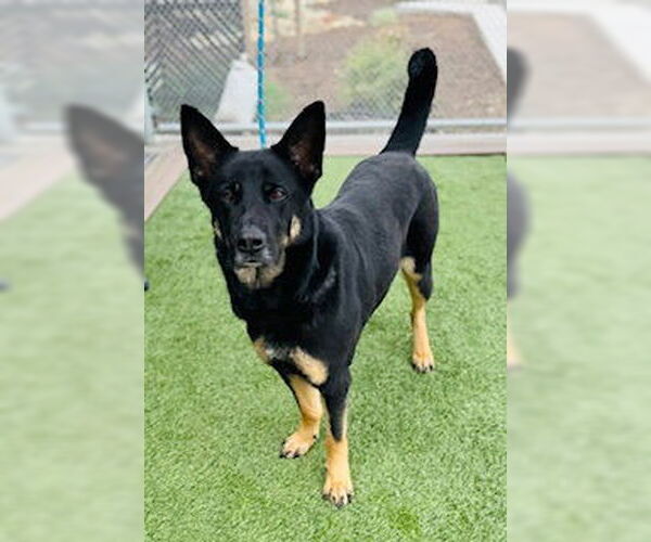 Medium Photo #1 German Shepherd Dog Puppy For Sale in Lathrop, CA, USA