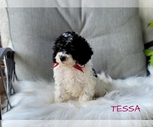 Cavapoo-Poodle (Toy) Mix Puppy for sale in MILLERSBURG, OH, USA