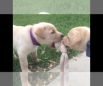 Small Photo #2 Labrador Retriever Puppy For Sale in LA CRESCENT, MN, USA