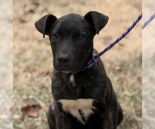 Medium Photo #4 Holland Shepherd-Unknown Mix Puppy For Sale in Yardley, PA, USA
