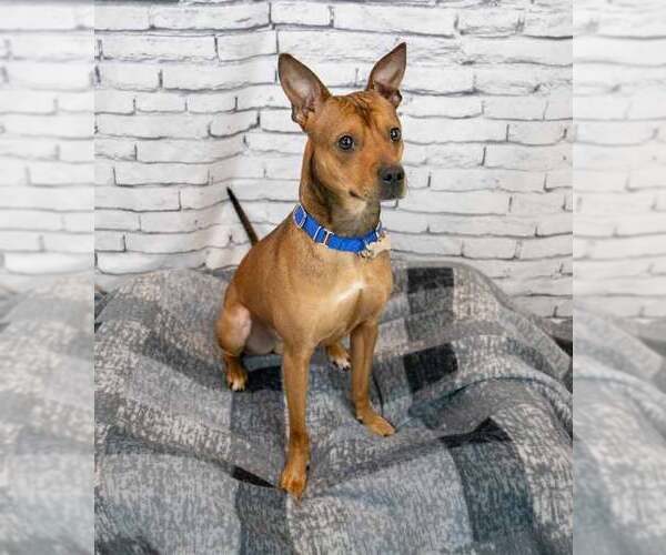 Medium Photo #5 Mutt Puppy For Sale in Kennesaw, GA, USA