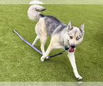 Small #1 Siberian Husky