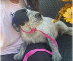 Small #5 Mutt