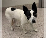 *FOXTON - Male Mutt Dog for Adoption - Small photo
