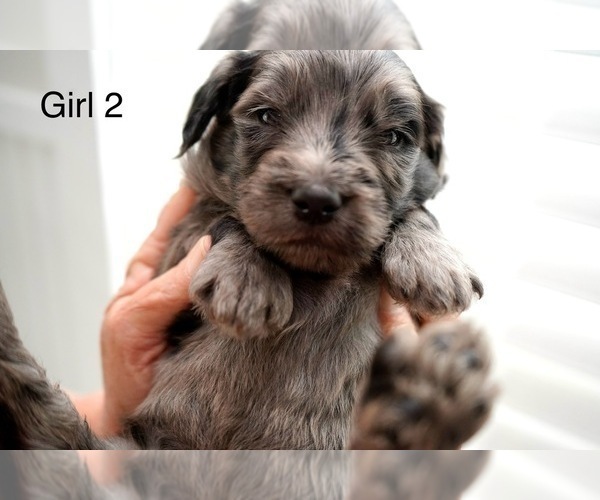Medium Photo #20 Goldendoodle Puppy For Sale in CARTHAGE, TN, USA
