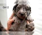 Small #19 Goldendoodle