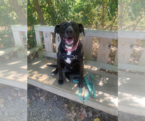 Medium Photo #2 Labrador Retriever-Unknown Mix Puppy For Sale in Elmsford, NY, USA