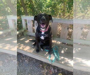 Bagheera - Female Labrador Retriever-Unknown Mix Dog for Adoption - Photo #2