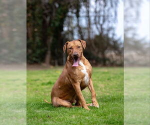 Labrador Retriever-Rhodesian Ridgeback Mix Dogs for adoption in McDonough, GA, USA