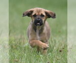 Small #7 Retriever  Mix