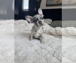 Puppy Mcflurry French Bulldog