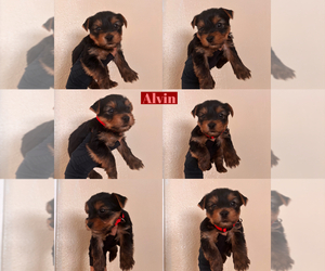 Yorkshire Terrier Puppy for sale in EXETER, CA, USA