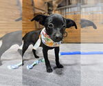 Small #4 Chihuahua Mix