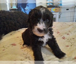 Medium Sheepadoodle